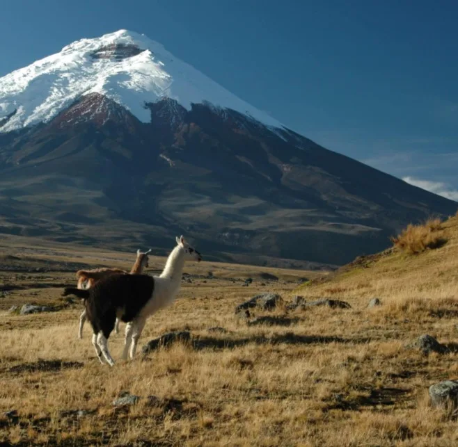 Cotopaxi gallery